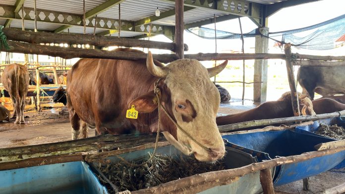 Upaya mencegah penyakit mulut kuku (PMK), Dinas Ketahanan Pangan dan Pertanian (DKPP) Kota Batam memperketat jalur masuk pengiriman hewan kurban. Baik sapi, kambing dan domba. (Roma Uly Sianturi)