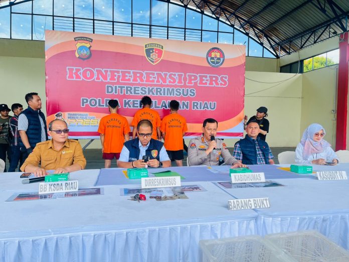 Polisi Daerah (Polda) Kepulauan Riau (Kepri) berhasil menggagalkan penyelundupan 1.500 bibit Benih Bening Lobster (BBL) jenis pasir dari Pelabuhan Ratu, Jawa Barat, hendak dikirim ke luar negeri. (Roma Uly Sianturi)