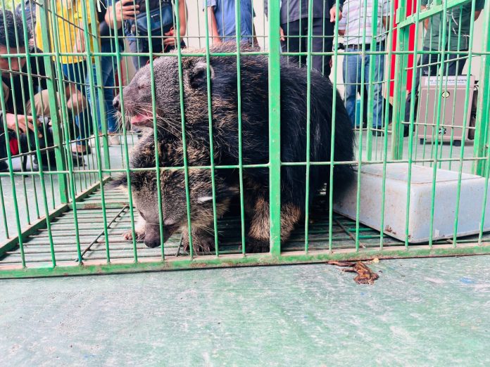 Polda Kepri berhasil mengamankan dua ekor hewan dilindungi. Yakni binturung (sejenis musang bertubuh besar). (Roma Uly Sianturi)