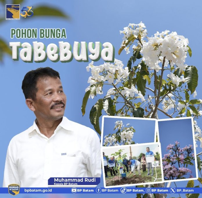 Pemandangan berbeda dirasakan para pengguna jalan saat memasuki jalur pendestrian Batam Center pada akhir Agustus ini. Sebab, penanaman pohon bunga tabebuya yang diinisiasi oleh Kepala BP Batam, Muhammad Rudi pada akhir tahun 2022 lalu mulai bermekaran. (IST)