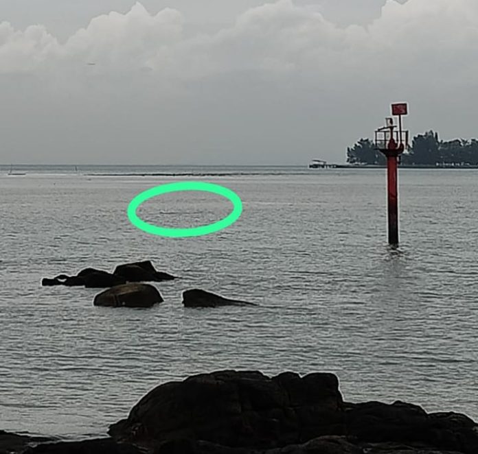 Foto penampakkan buaya yang di Pantai Bahagia Nongsa. (Istimewa)