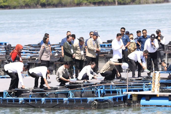 Wali Kota Batam Amsakar Achmad bersama Wakil Wali Kota Li Claudia Chandra dampingi Wakil Presiden Republik Indonesia, Gibran Rakabuming Raka panen perdana budidaya lobster di Pulau Setokok, Kecamatan Bulang, Kota Batam, Rabu (10/9/2025). (Diskominfo Kota Batam)