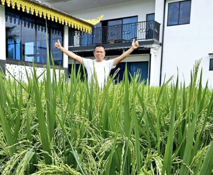 Ady Indra Pawennari menanam padi di pekarangan belakang rumahnya, di Kota Tanjungpinang, Provinsi Kepri. (uly)