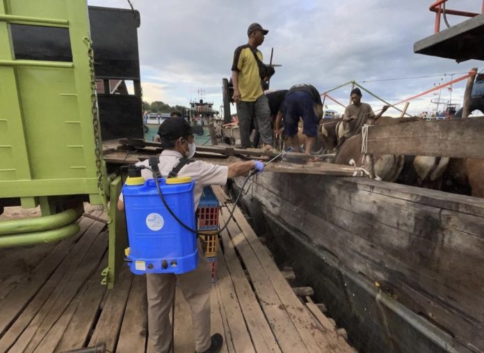 Menjelang Iduladha 1447 Hijriah, Barantin melalui Karantina Kepri memperketat pengawasan hewan kurban di seluruh tempat pemasukan di Kepri. (Istimewa)