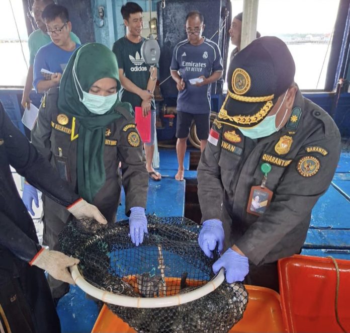 Sebanyak 11.735 ekor ikan hidup dengan nilai 1,2 miliar rupiah berhasil tembus ke pasar Hongkong, Sabtu (17/5/2026) (Istimewa)