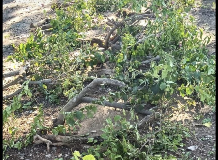 Puluhan Tanaman Bugenvil Rusak, Ariastuty: Tindakan Vandalisme Ini Ciderai Penataan Kota. (Humas BP Batam)