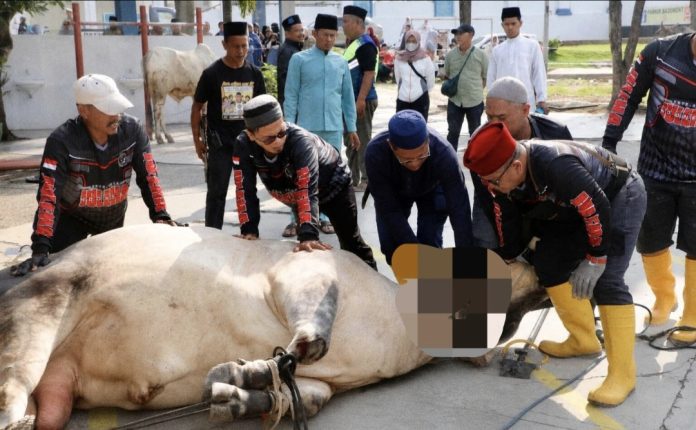 Kadiskominfo Kota Batam, Rudy Panjaitan, mengatakan Pemko Batam menyalurkan 66 hewan kurban yang terdiri dari 66 ekor hewan kurban. (Diskominfo Kota Batam)