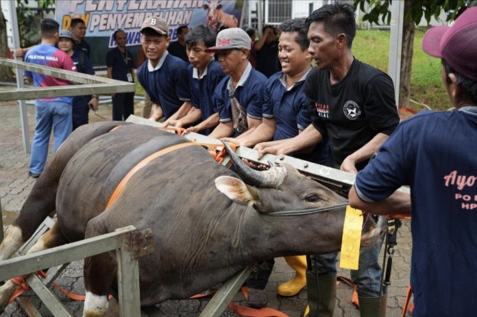 Dalam rangka memperingati Hari Raya Iduladha 1447 H, BKDI melaksanakan penyembelihan 33 hewan kurban, Jumat (29/5/2026). (Humas BP Batam)