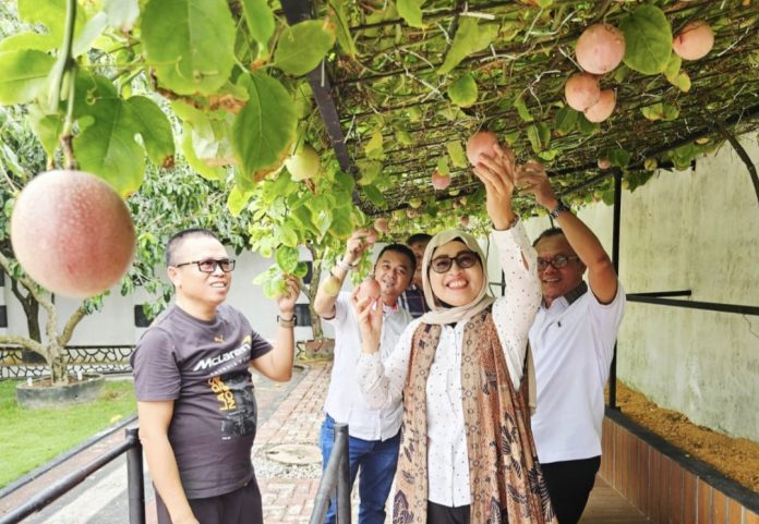 Sekda Provinsi Kepri, Misni, memanen buah markisa di pekarangan rumah Wakil Ketua Umum DPP PJS, Ady Indra Pawennari, di kawasan Paviliun Nusantara, Tanjungpinang, Sabtu (24/10/2026). (Istimewa)